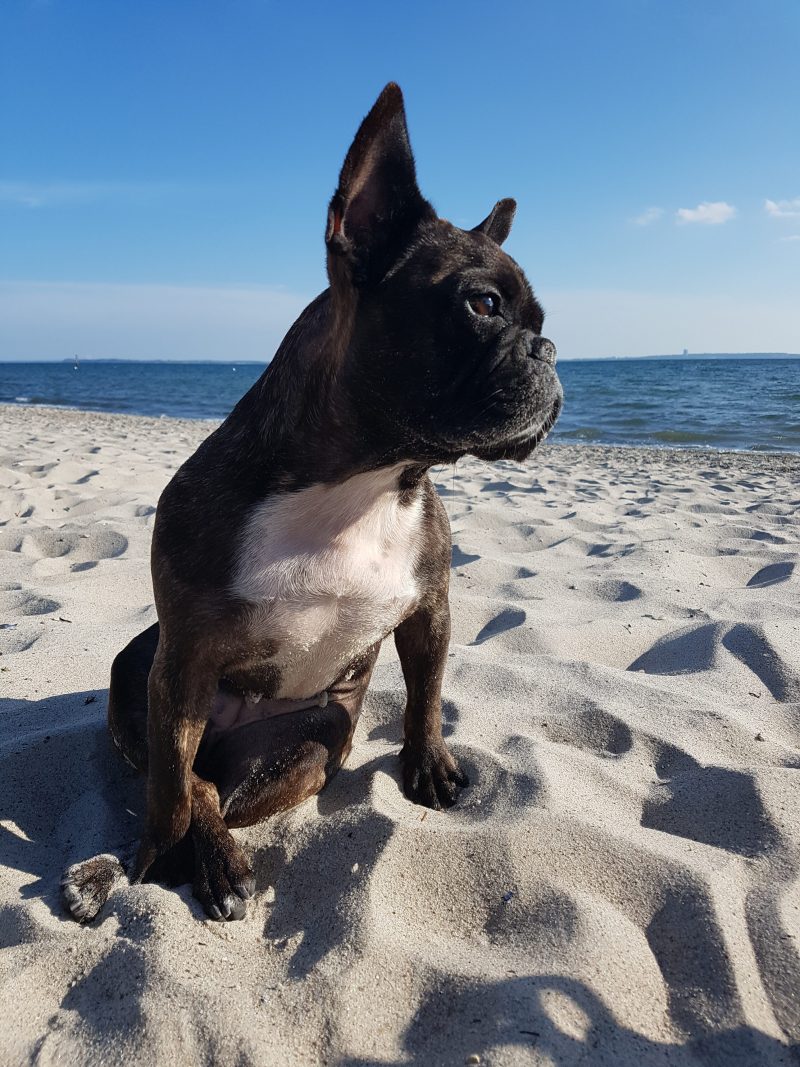 Hundestrand Neustadt Pelzerhaken hundewerk
