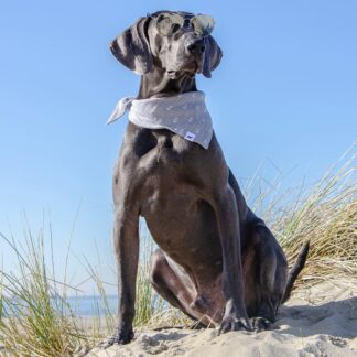 DUFTMARKE Hundehalstuch Dogs Angels 5
