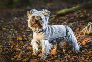 Lord Lou Hundepullover Brunello Kaschmir Grau