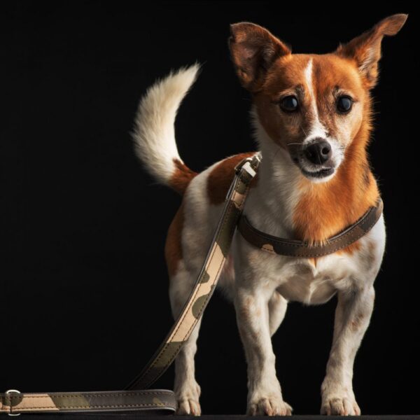 MALUCCHI Geschirr Gun