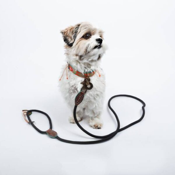 DWAM Hundeleine Nylon Schwarz