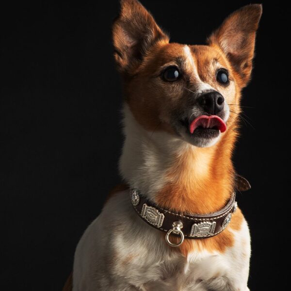 Malucchi Halsband West 2,5 cm