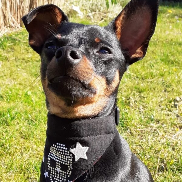 Moo & Marlii Bandana Rocker