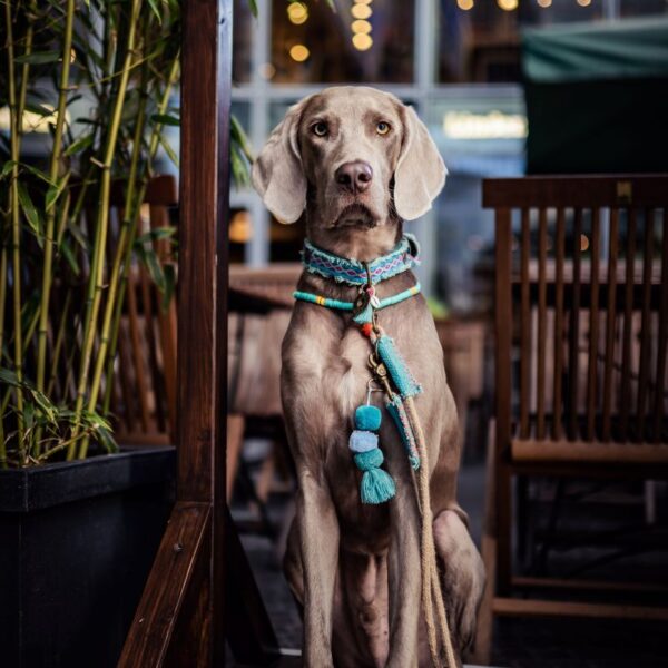 DWAM Hundeleine Binck mit 2 Pompoms