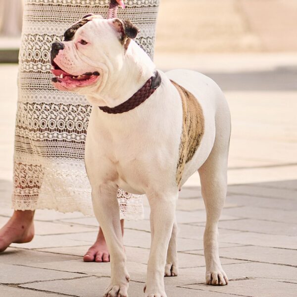 MALUCCHI Halsband Braid Trekker Emerald