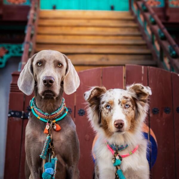 DWAM Copacabana Beach Hundekette gelb