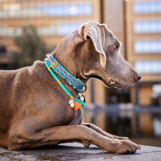 DWAM Coco Beach Hundekette Türkis