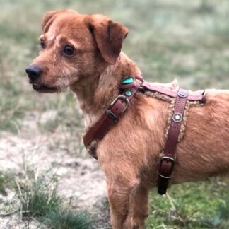 DWAM Hundegeschirr Teddy