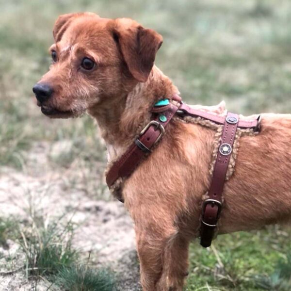DWAM Hundegeschirr Teddy – Bild 4