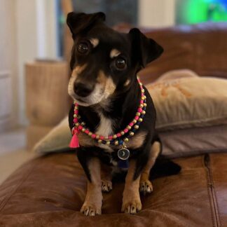 DWAM Hundekette Cindy