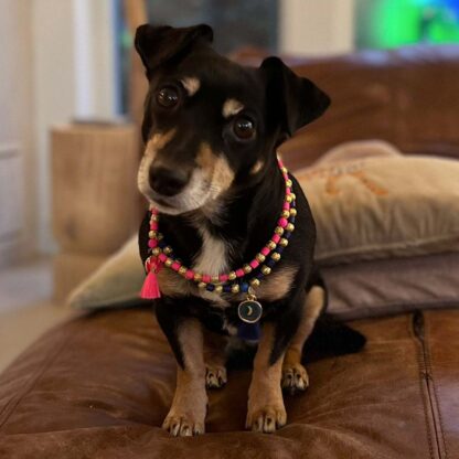 DWAM Hundekette Chrissi – Bild 2