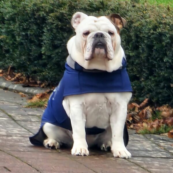 SOFA Dog Wear Hundemantel  Gippy Blau