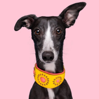 DWAM Windhundhalsband Jessy