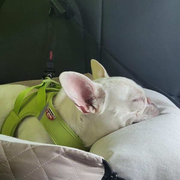 DOGSTO Anschnallgurt fürs Auto