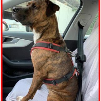 DOGSTO Anschnallgurt fürs Auto