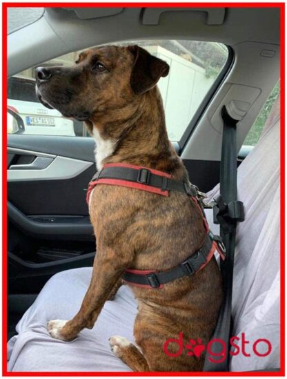 DOGSTO Anschnallgurt fürs Auto – Bild 8