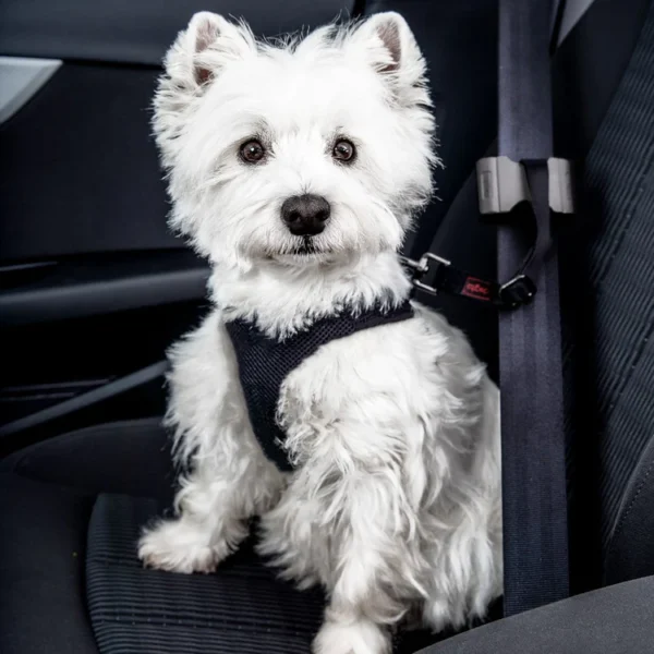 DOGSTO Anschnallgurt fürs Auto