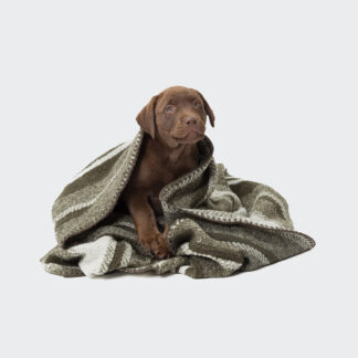 CLOUD7 Hundedecke Evergreen