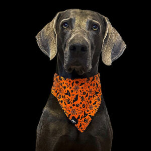 DUFTMARKE Hundehalstuch Belloween
