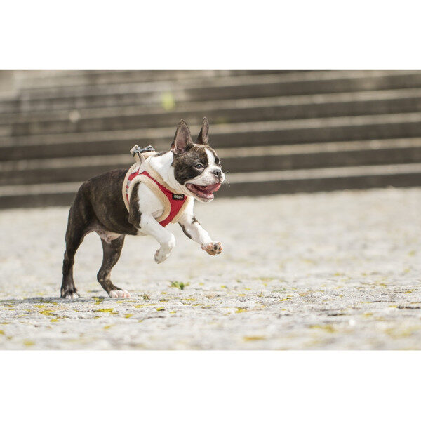 CHIARA Wintergeschirr rot