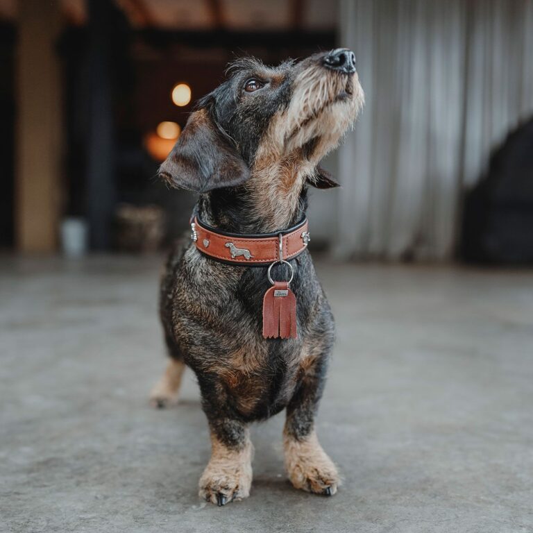 Hunter Teckel-Halsband Mnchen cognac/schwarz fr Dackel - hundewerk