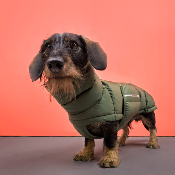CLOUD7 Hundemantel Alaska Dackel Burnt Orange 2024 – Bild 5