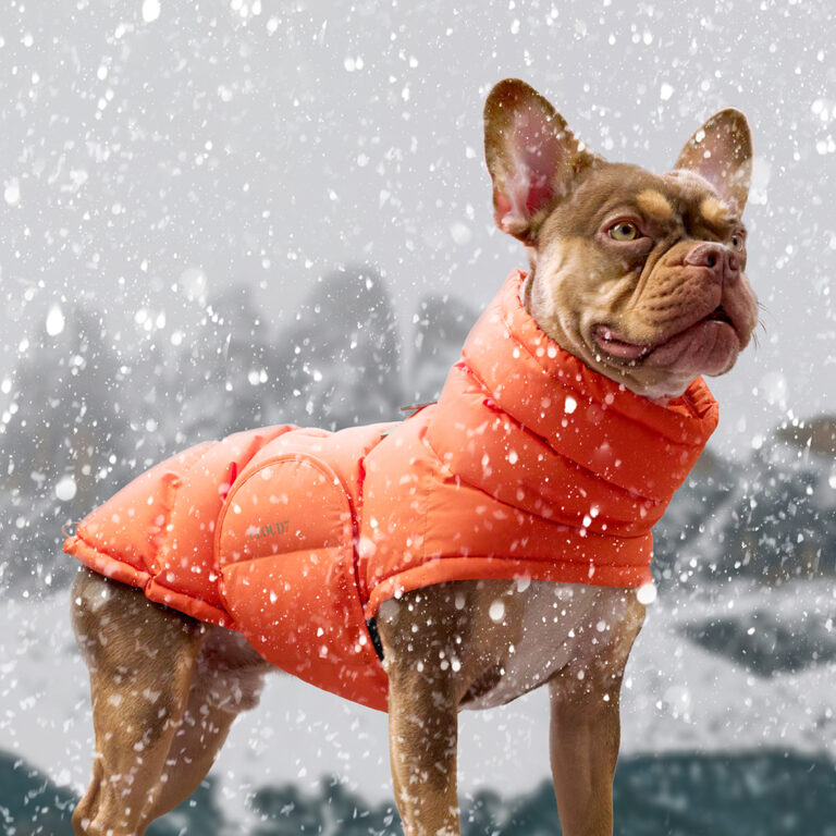 CLOUD7 Hundemantel Alaska Fr. Bulldogge Burnt Orange: