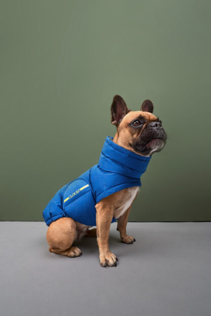 CLOUD7 Hundemantel Alaska Französiche Bulldogge Blue – Bild 5
