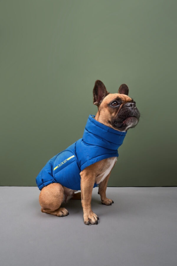 CLOUD7 Hundemantel Alaska Französiche Bulldogge Blue – Bild 5