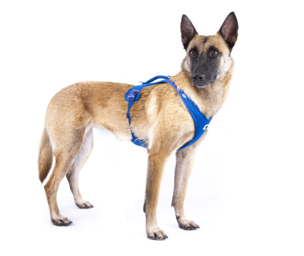 Curli Belka Geschirr Air Mesh Blau – Bild 4
