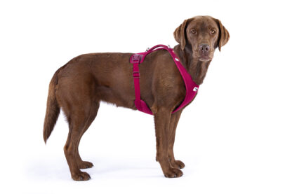 Curli Belka Geschirr Air Mesh Ruby – Bild 2