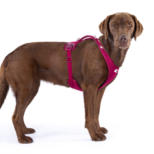 Curli Belka Geschirr Air Mesh Ruby