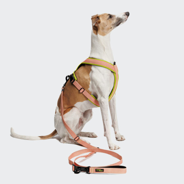 CLOUD7 Y-1 Geschirr AKTIV Air-Mesh Peach – Bild 4