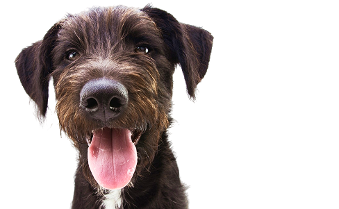 Hund