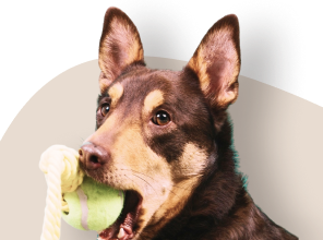 Scharbeutzer Hundeauslauf im Hundewald