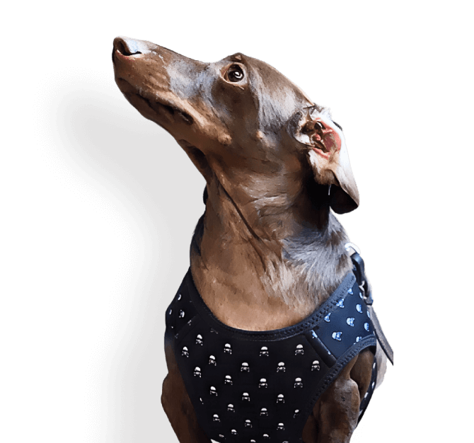 Hundezubehör