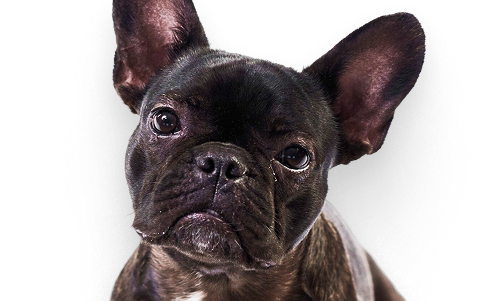 Hund