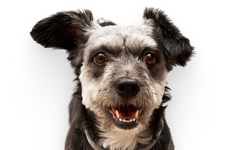Hund