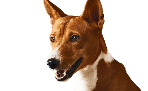 Hero 2 Dog 9
