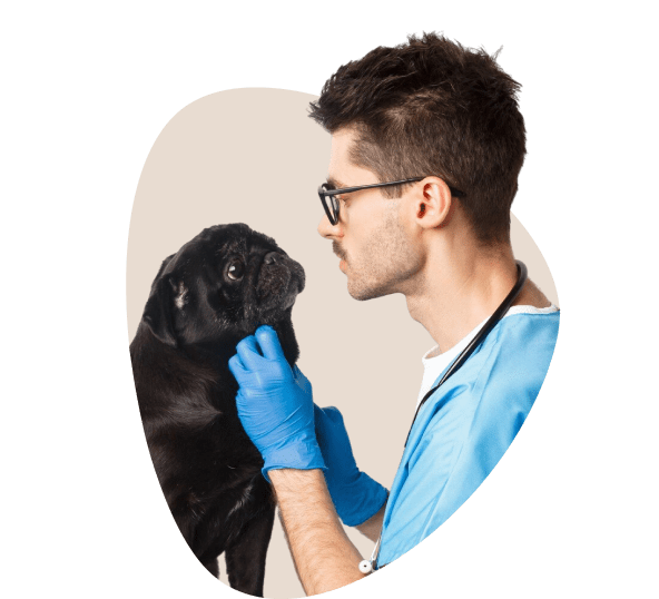 Medizinische Untersuchung von Hunden