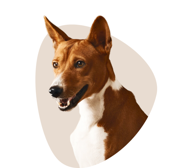Hund