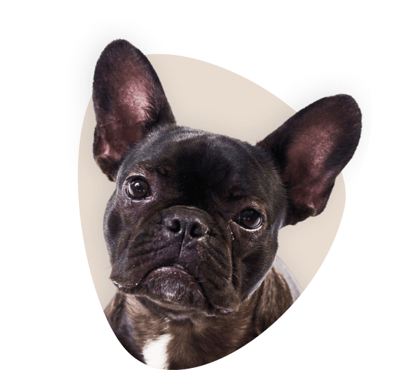 Hund