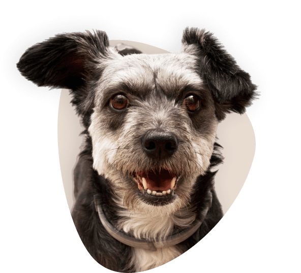 Hund