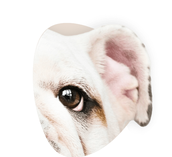 Hund