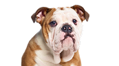 Bulldoggen