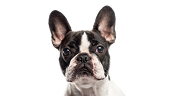 Französische Bulldoggen