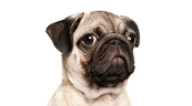 Mops