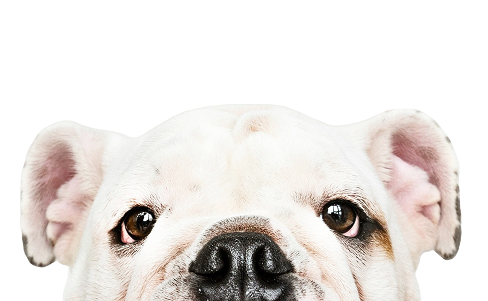 Hund