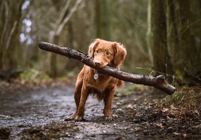 dog img
