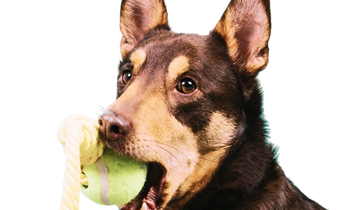 Hund